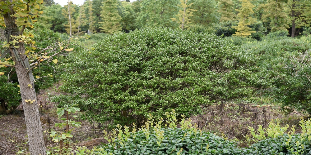 農(nóng)行四川分行營業(yè)部積極扶持花木產(chǎn)業(yè)